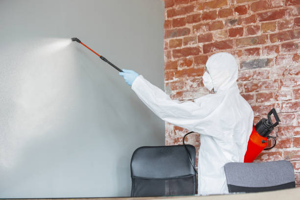 Best Basement Mold Removal  in Stagecoach, NV